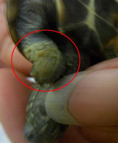 乌龟腐皮疥疮灵怎样用,乌龟治疗白眼腐甲