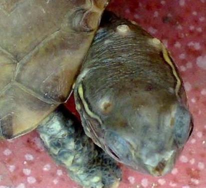 乌龟腐皮疥疮灵怎样用,乌龟治疗白眼腐甲