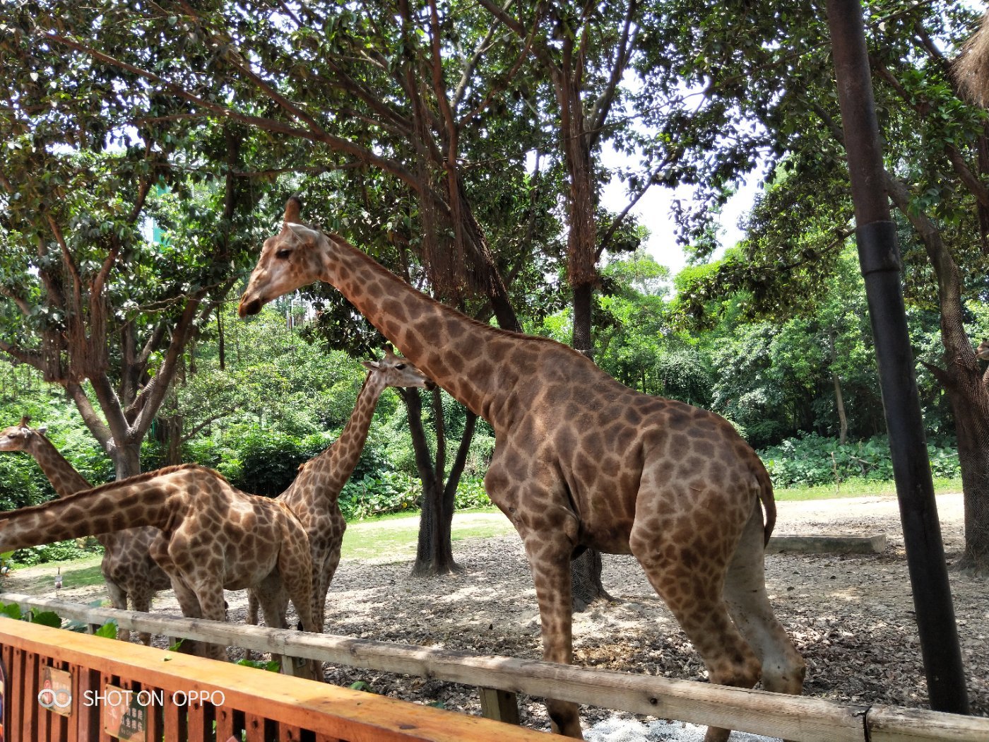 广州长隆野生动物世界之行,广州长隆野生动物世界游玩攻略图