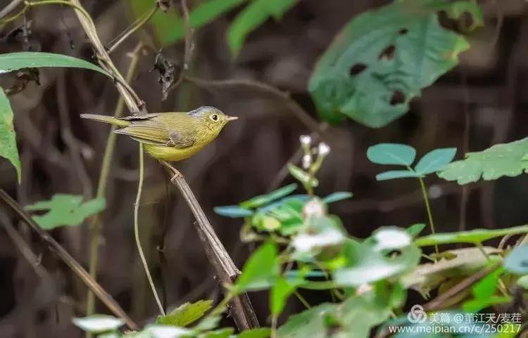 滇西拍鸟攻略,滇西观鸟的图片