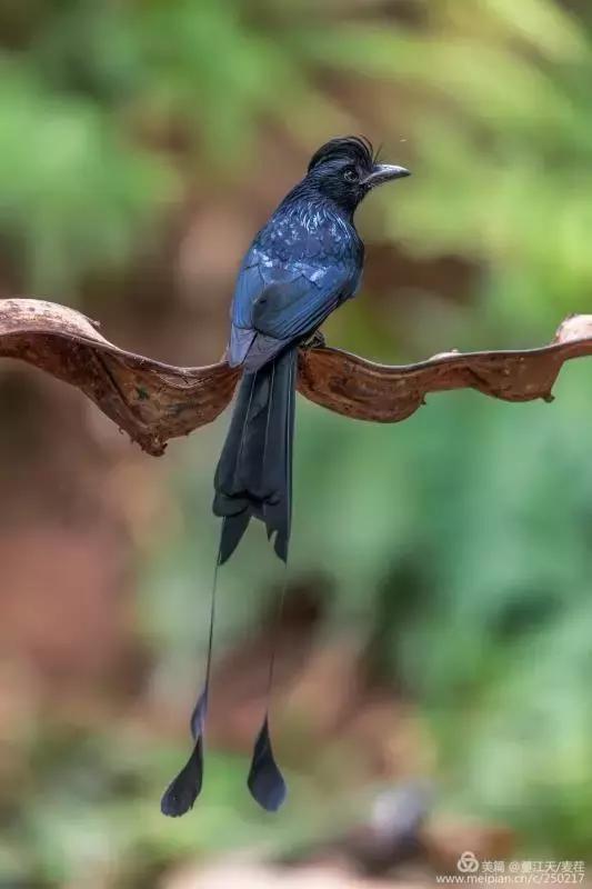 滇西拍鸟攻略,滇西观鸟的图片