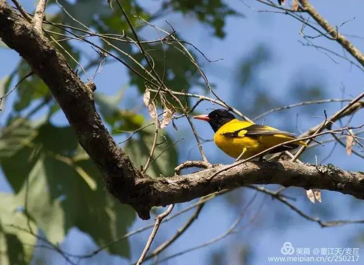 滇西拍鸟攻略,滇西观鸟的图片