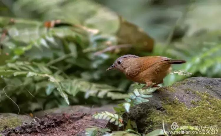 滇西拍鸟攻略,滇西观鸟的图片