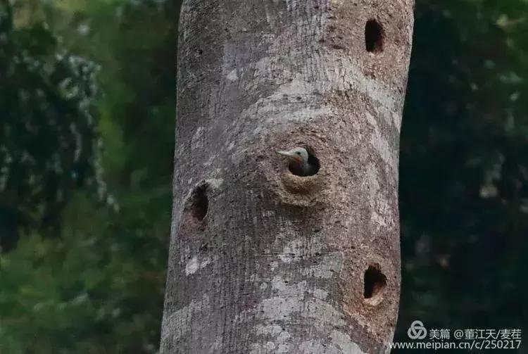 滇西拍鸟攻略,滇西观鸟的图片