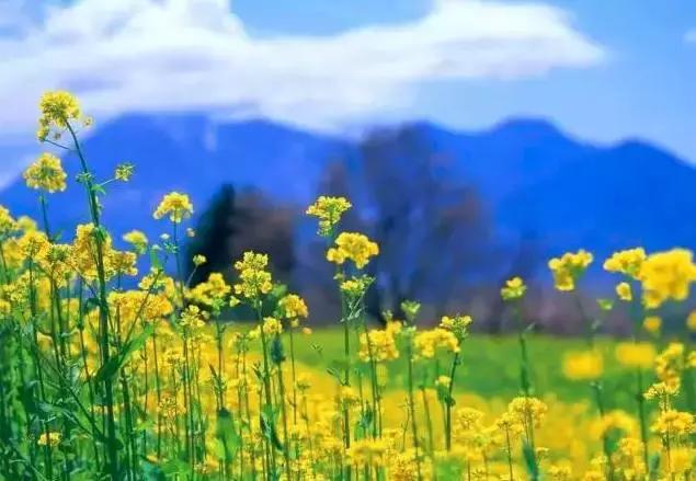 这竟然是农村！中国最美乡村Top10，有你家乡吗？