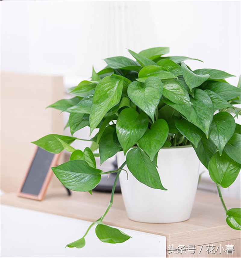 绿萝怎么养才能更旺盛不黄叶,绿油油绿萝冬天黄叶