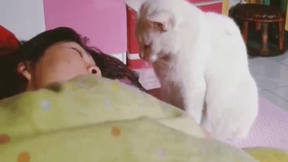 如果你觉得生活太难那就养只猫,如果生活艰难就养只猫吧