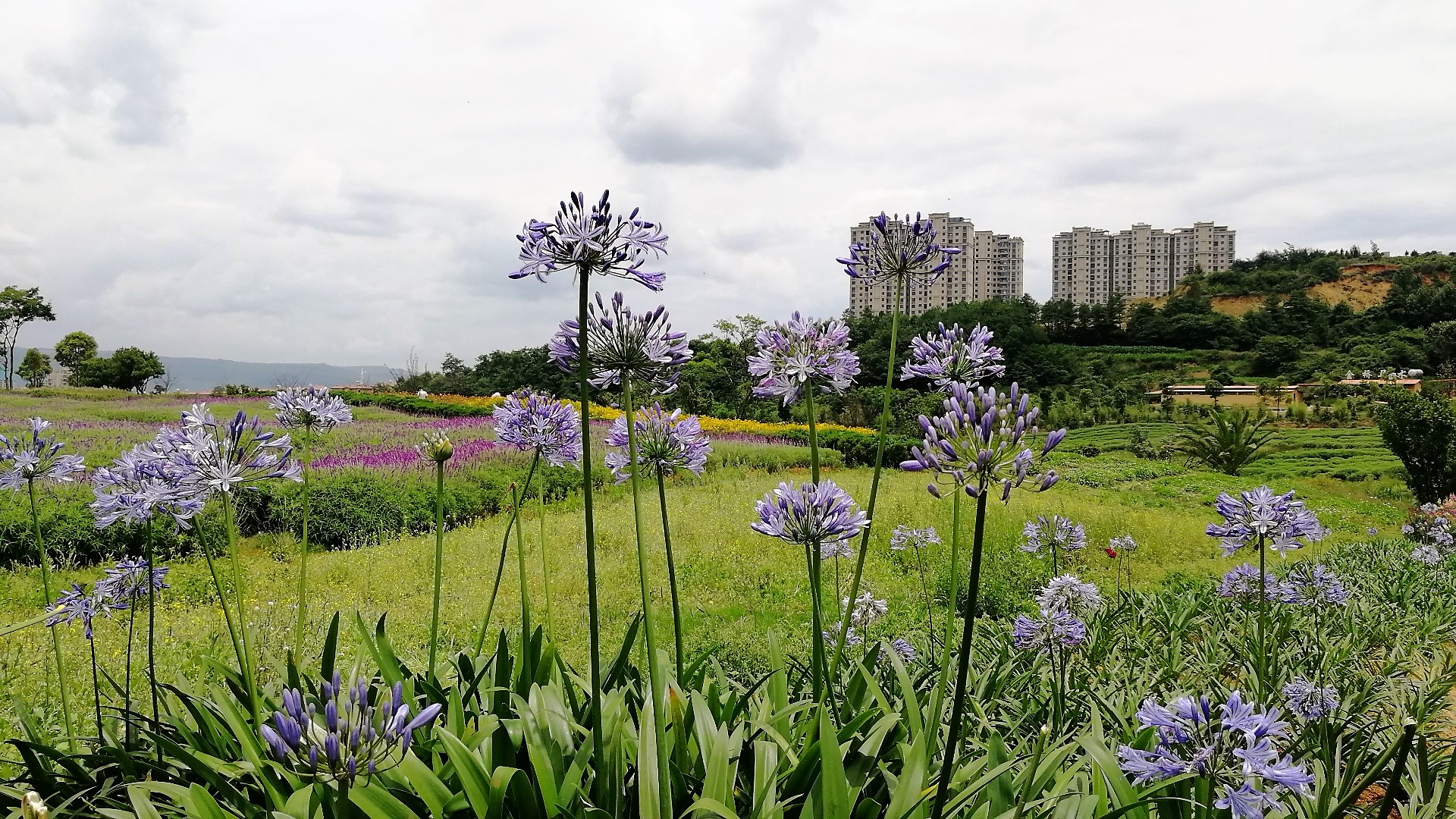 看花海，泡温泉，吃美食，这样的度假风你爱不爱？