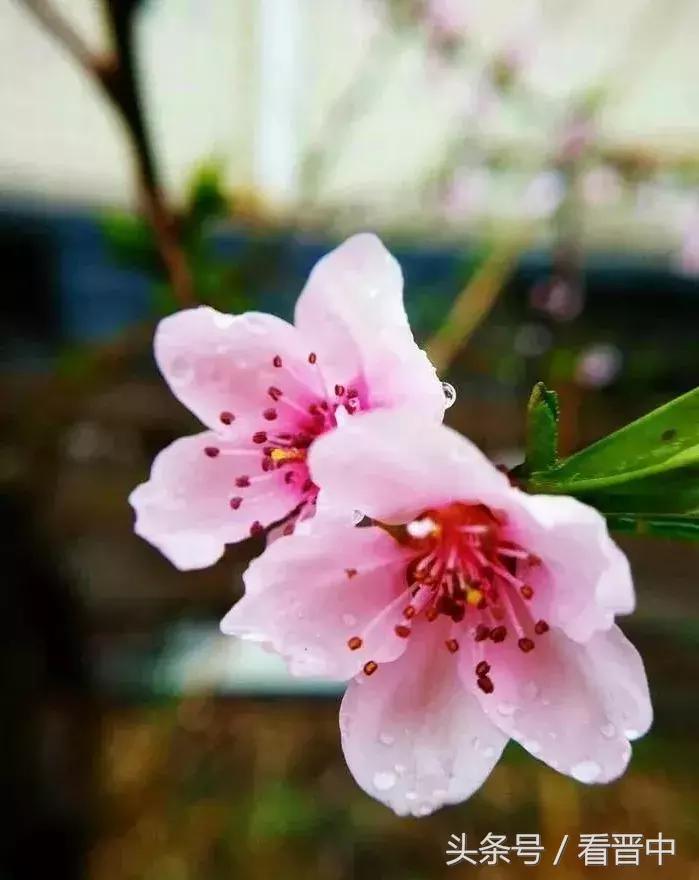 情系职中(杨保卫)