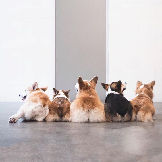 狗子见狗子，为何用“菊部”打招呼