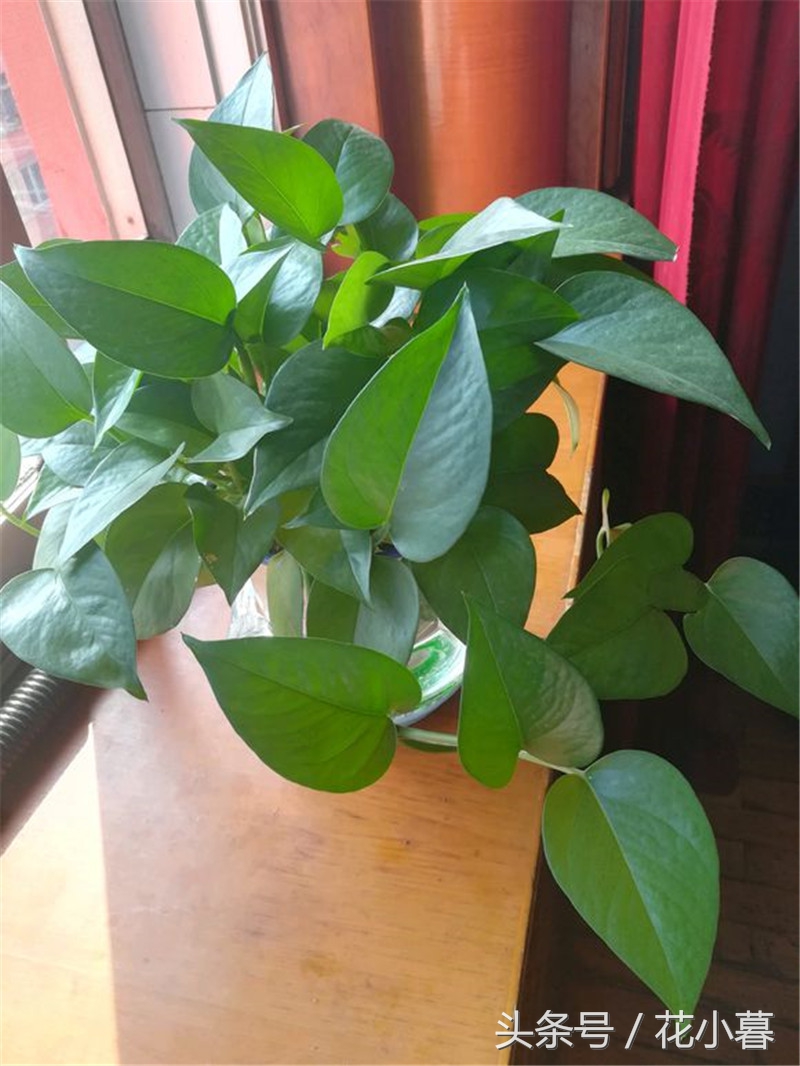 水培绿萝怎么养才能长得茂盛,水培绿萝怎样养才能长得茂盛