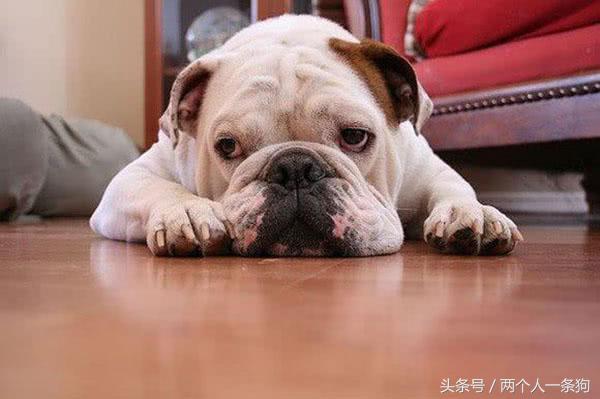 宠物在家搞破坏,狗狗在家搞破坏的视频