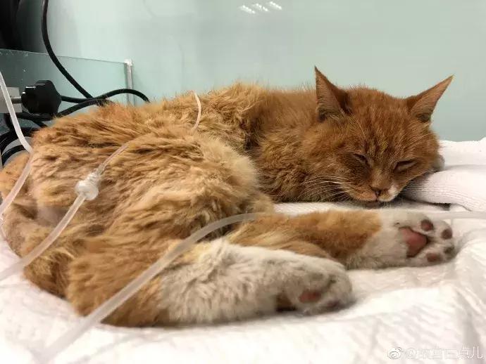 故宫的猫去世了吗,故宫的猫怎么去世的