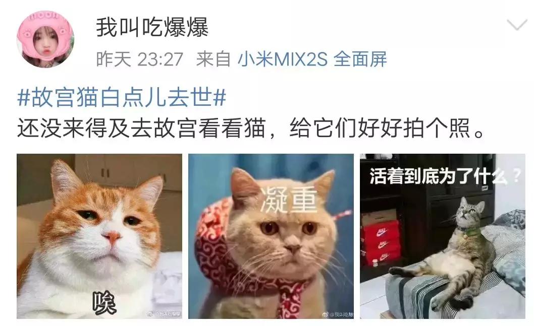 故宫的猫去世了吗,故宫的猫怎么去世的