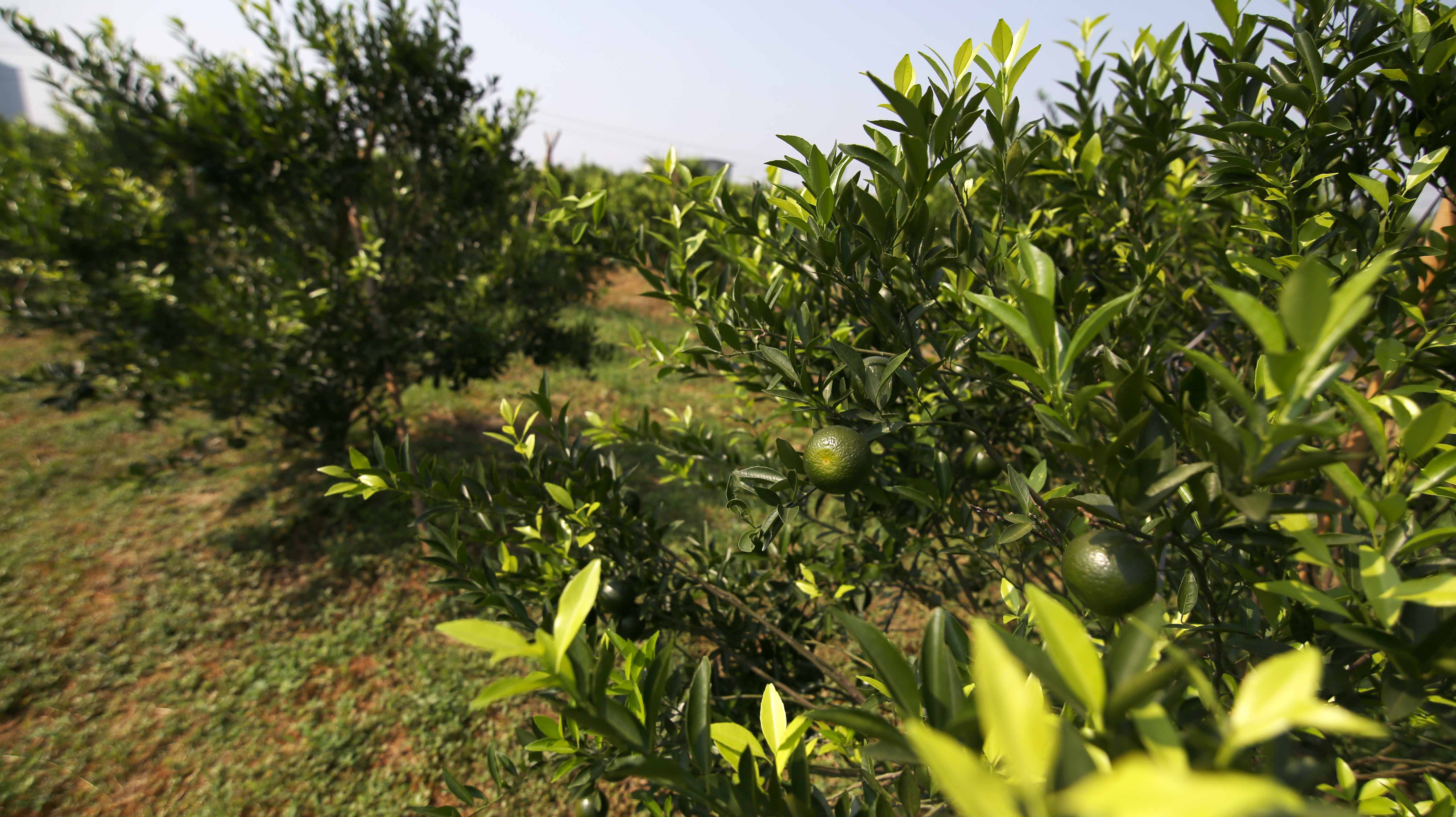 喝小青柑为啥恶心,小青柑的坏处