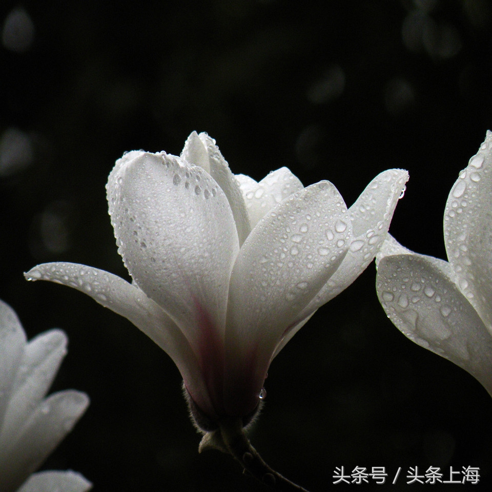 上海市的花是什么,上海市花的由来