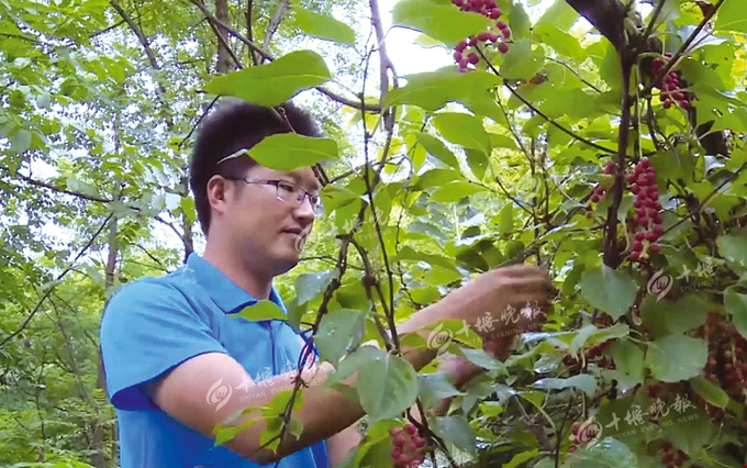 放弃城里高薪工作郧西大学生村官扎根深山带领乡亲致富