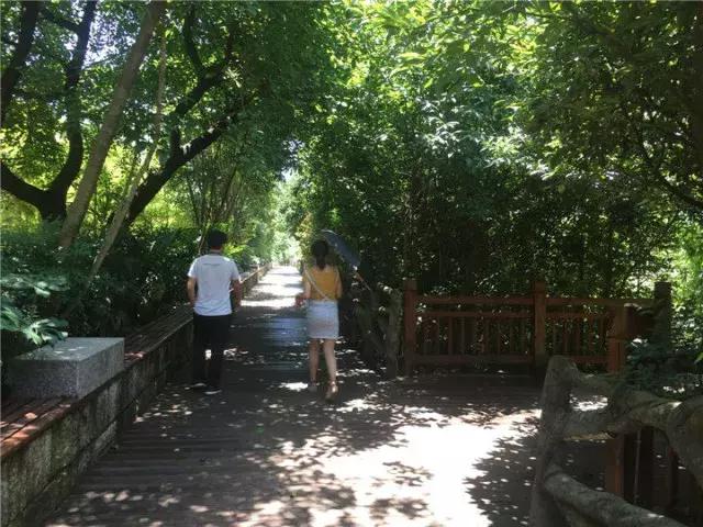 黄果树有多少年的历史了,90年代黄果树什么样