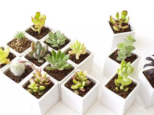 夏日多肉养花技巧图解,十二种招财多肉怎么浇水