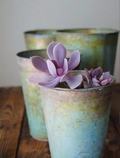 夏日多肉养花技巧图解,十二种招财多肉怎么浇水