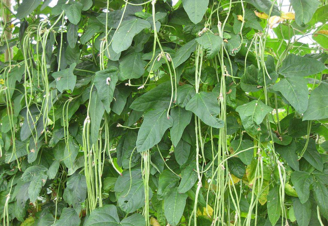 防止豆角落花的方法,豆角开花前喷什么药可以防止落花