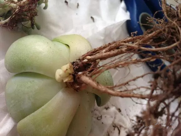 八卦掌多肉怎么浇水,八卦掌内功养生法