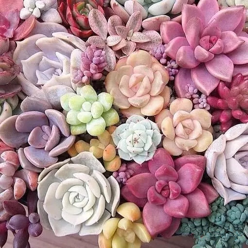 八卦掌多肉怎么浇水,八卦掌内功养生法