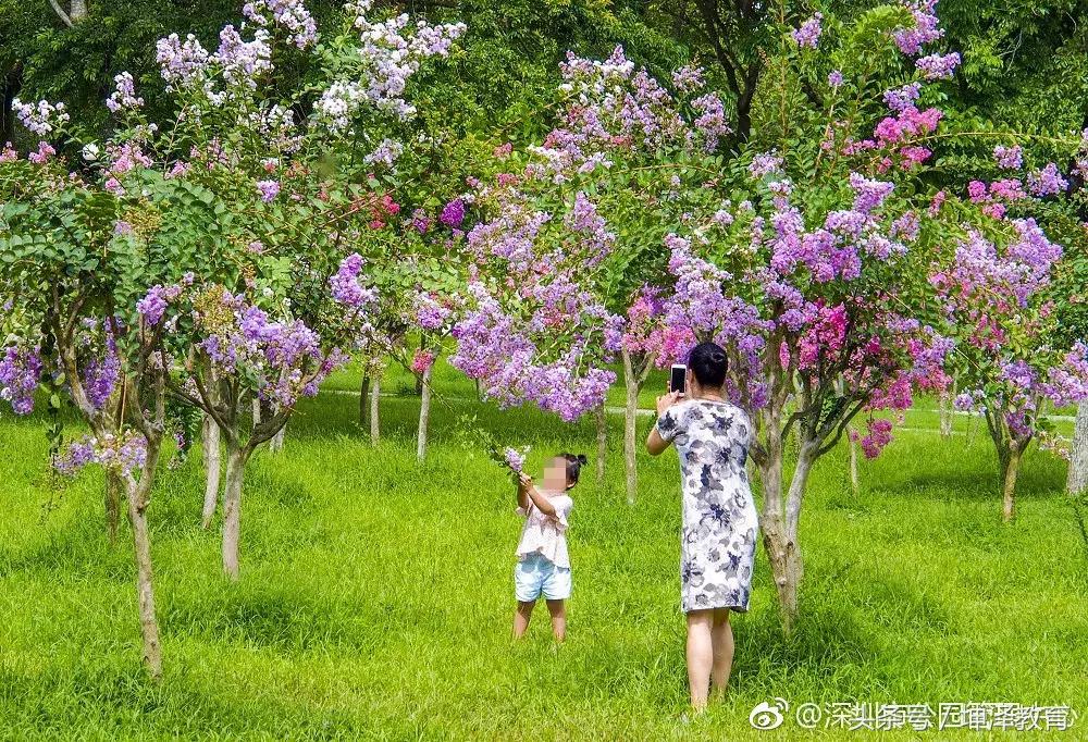 5月深圳莲花山公园赏花,深圳莲花山10月看花
