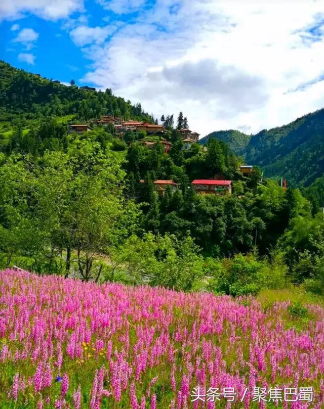 从成都出发最近的草原,成都出发4小时雪山花海