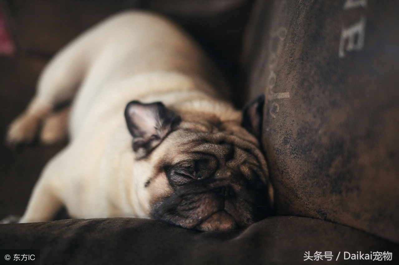 养巴哥犬注意哪些事项,饲养巴哥犬的方法和常识