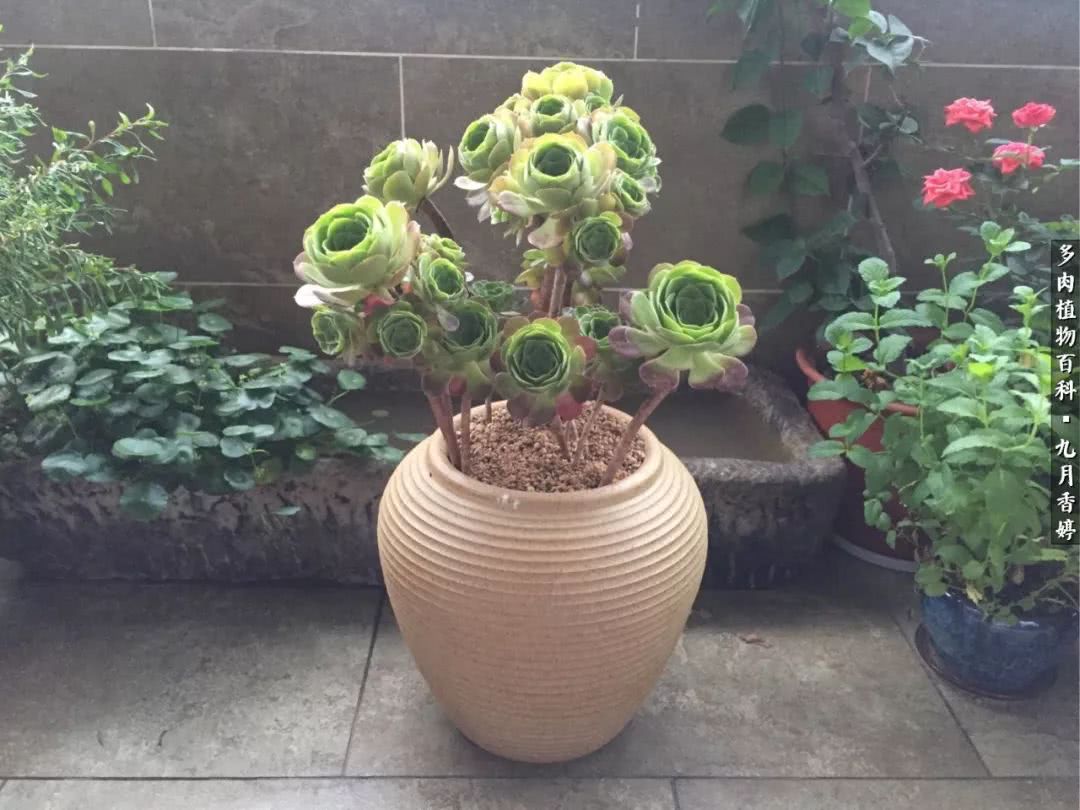 新手入坑必养多肉,刚入坑的多肉怎么养