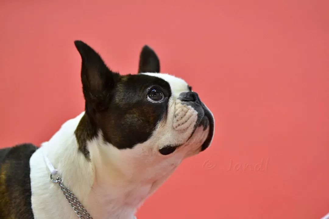 波士顿梗和法斗的串串,波士顿梗犬和法斗哪个好