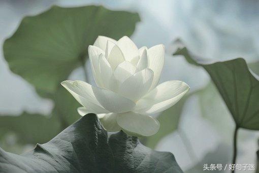 禅悟人生经典语录少说话,禅悟人生最简单的一段话