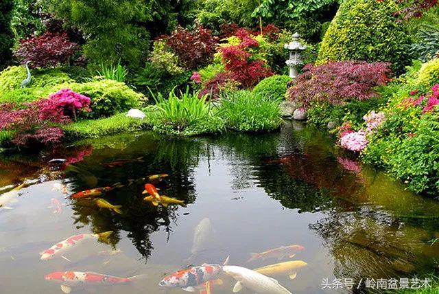 地瓜榕盆景的修剪技巧,金豆盆景修剪视频大全