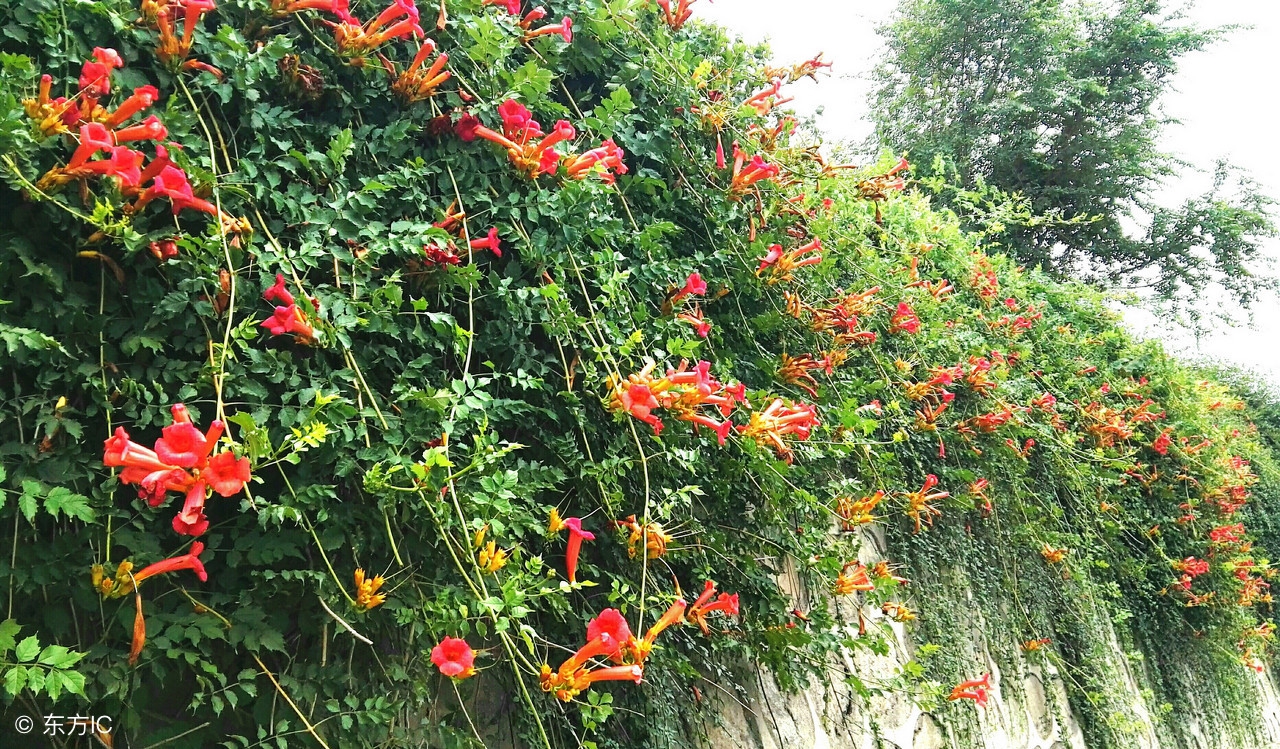 爱攀援的凌霄花，借高枝炫耀自己