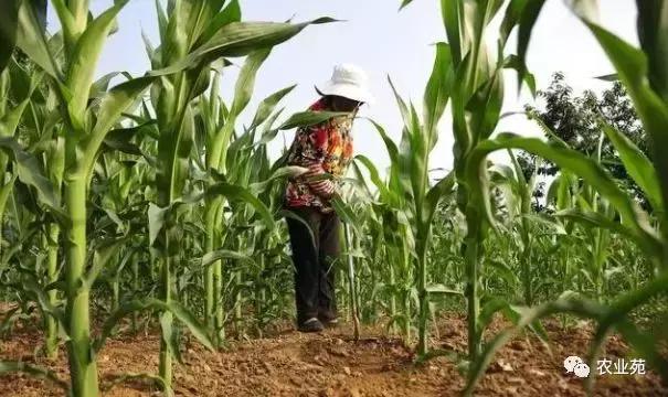 玉米长叉需要掰掉吗,玉米长叉子什么时间掰掉最好