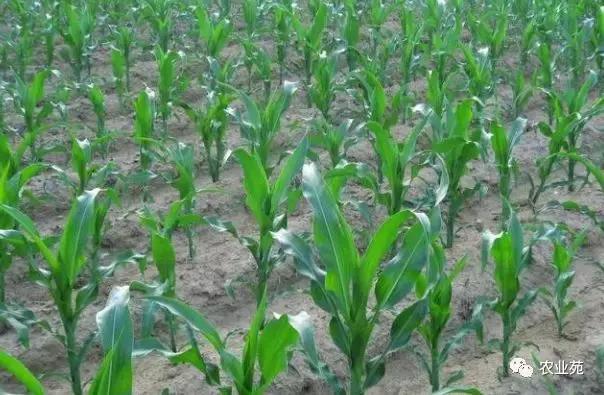 玉米长叉需要掰掉吗,玉米长叉子什么时间掰掉最好