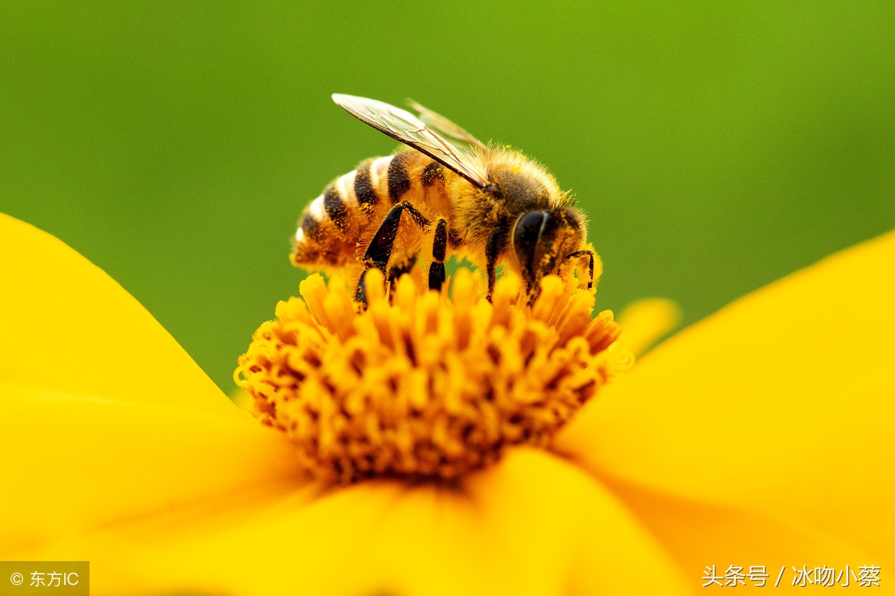 中蜂度夏断子缺蜜,中蜂蜂王春天产卵控制几脾为好
