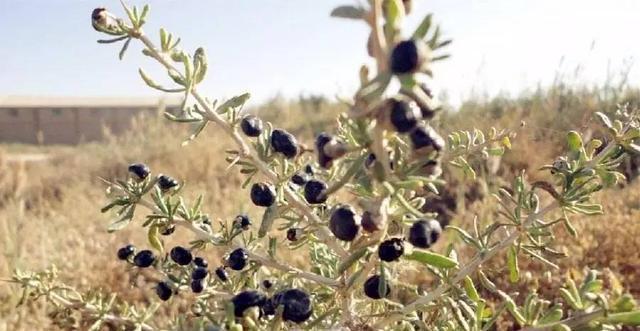 花青素之王黑枸杞青藏高原,花青素之王黑枸杞功效