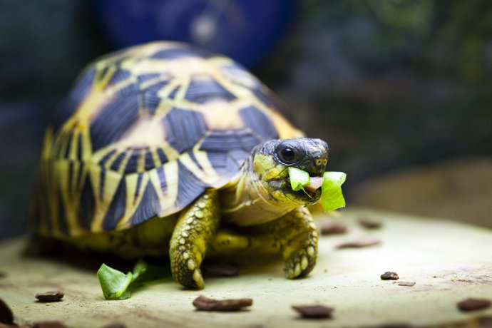 猫粮店0.7公斤被查封,网上买的猫粮被人投毒立案