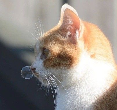 有着温暖灵魂的猫,世界上最深厚的感情居然是猫