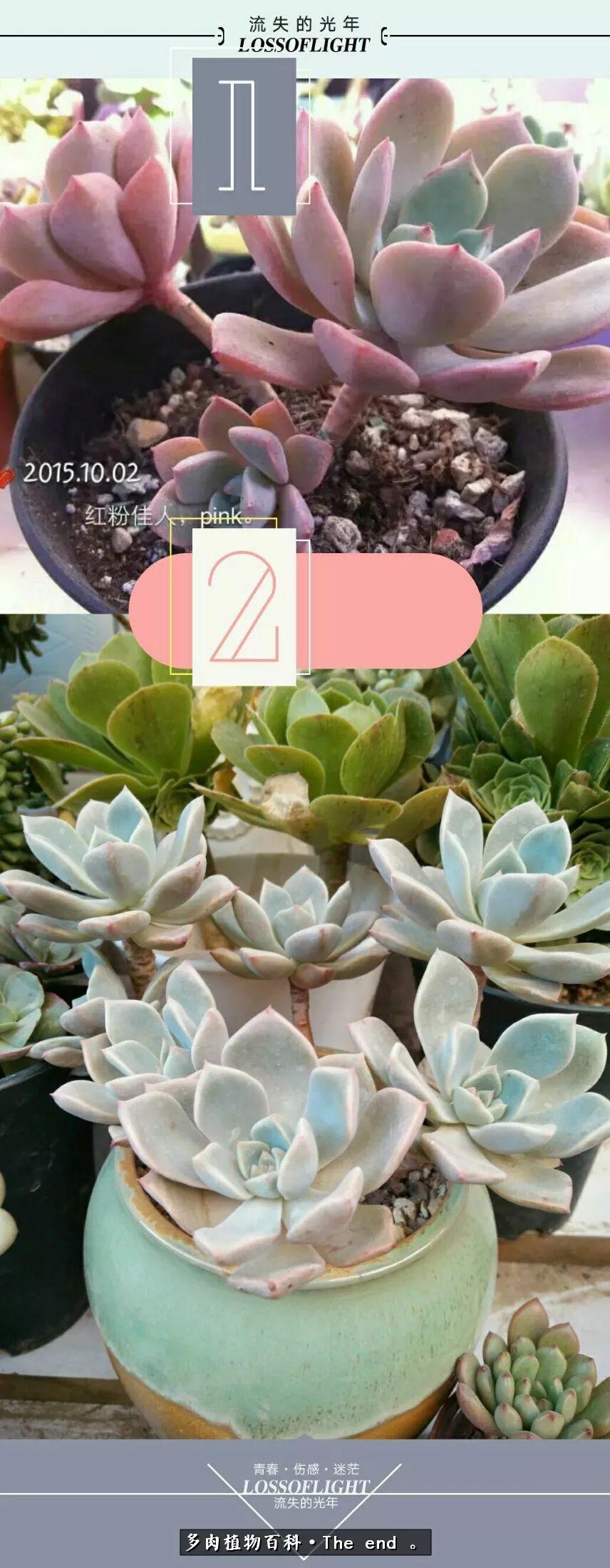 宝宝养多肉,养多肉宝妈