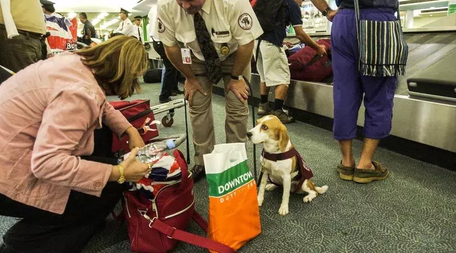 说真的,你不是药神,带这些药品上飞机你会有*麻大**烦!