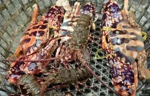 东莞游玩排名第一的海岛,东莞海岛观光旅游