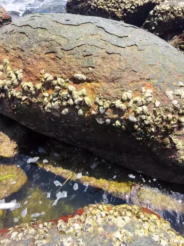 东莞游玩排名第一的海岛,东莞海岛观光旅游