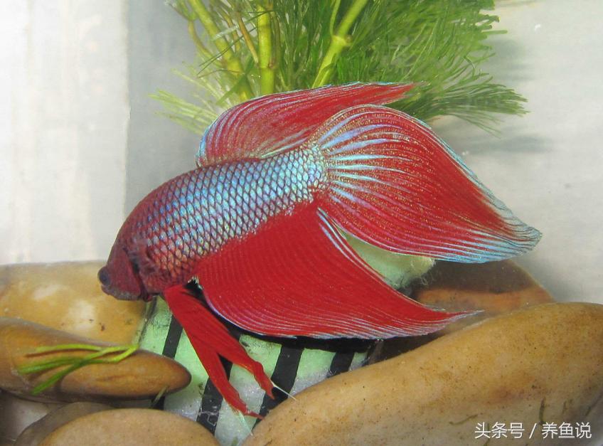 斗鱼怎么养都养不死的泰国斗鱼,泰国斗鱼为啥那么多种颜色