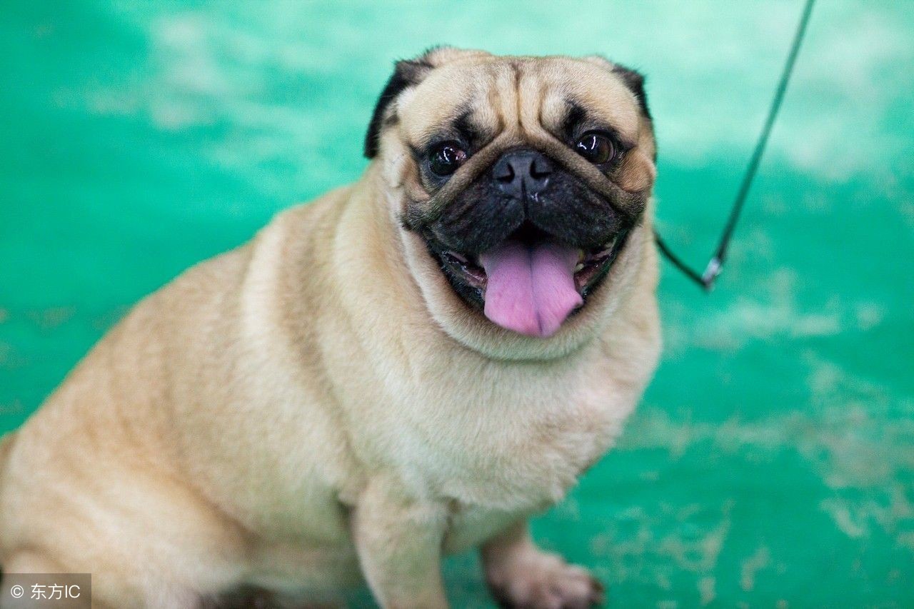 你适合养犬吗,你适合养宠物吗