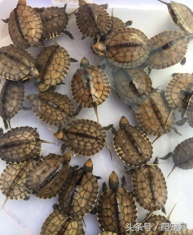 龟苗拿到手后有什么注意事项,龟苗出眠注意事项