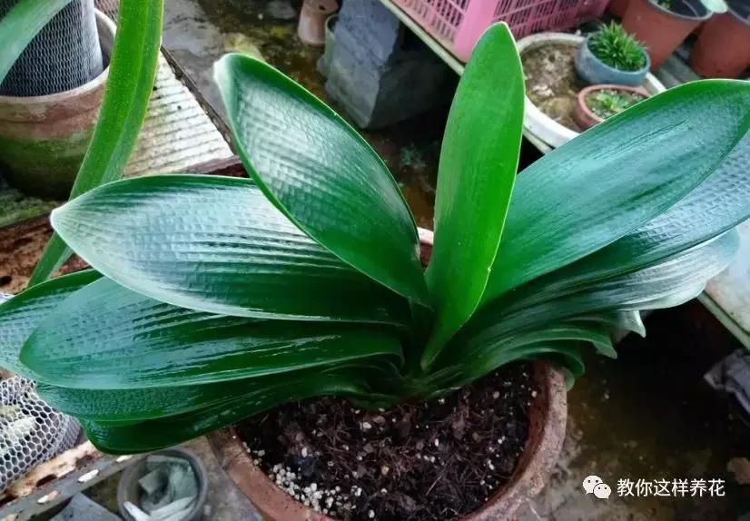 养了整整十年的君子兰终于开花了,养了一堆君子兰