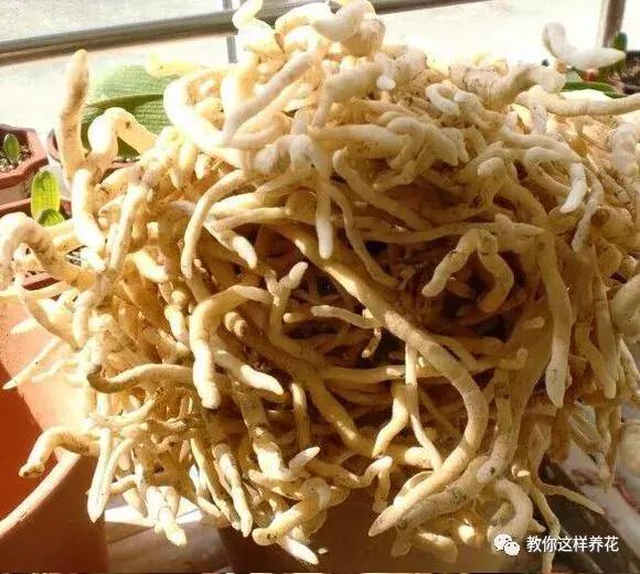 养了整整十年的君子兰终于开花了,养了一堆君子兰